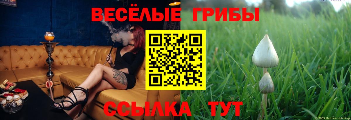 купить наркотик  Галлюциногенные грибы Psilocybe  Вход с VPN  Псилоцибиновые грибы Magic Shrooms  Узловая 